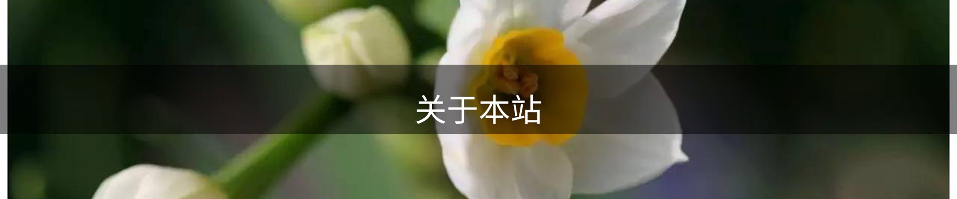 关于本站